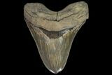Serrated, Fossil Megalodon Tooth - Massive Tooth #89798-1